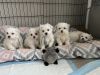AKC Maltese puppies for sale.