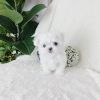 Magnificent tea cup Maltese puppies For Sale