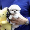 The four-month-old purebred Maltese has pure white fur and a lively pe