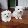 Buy Maltese Puppies Online.