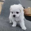 Two Teacup Maltese Puppies