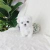 Quality Maltese Puppies for sale