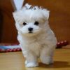 Quality Maltese Puppies For Sale