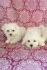 Maltese/Bichon Puppies!