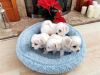 Male and female Maltese puppies