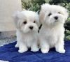 The Maltese is a gentle and fearless breed dog