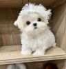 Lovely pet mexis the maltese puppy is currently still up for adoption