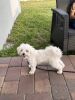 Maltese dogs for sale