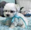 Adorable Maltese Puppies available!