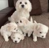 Maltese puppies available for sale.
