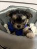 Maltese long haired chi puppies for sale