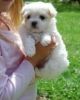 Healthy Teacup Maltese Puppies For Sale.