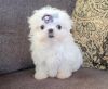 Charming Teacup Maltese Puppies For Sale.