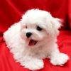 Maltese babies x reliable puppies now