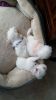 AKC Maltese puppies for sale