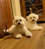 Lovely Maltese Babies available now