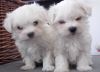 Exotic maltese puppies for sale