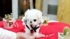 JBSg Beautiful Micro Teacup Maltese Puppies