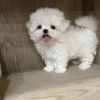T-Cup Maltese Puppies For Sale