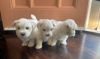 Maltese puppies ready for their new, forever lovely home.