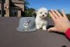 Vaccinated Male and Female Maltese puppies for adoption