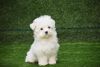Maltese Puppies Import and Champion Line