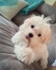 Maltese Puppies Available For New Homes