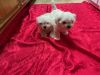 Adorable Purebred Maltese Puppies