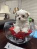 Beautiful Maltese puppies for sale
