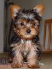 Adorable Yorkshire terrier Now