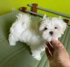 Maltese Puppies Seeking thier forever new home