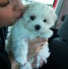 Purebred maltese puppies for adoption