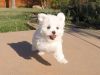 Champion Maltese Puppies available