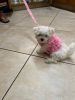 TOY MALTESE PUPPIES FOR ADOPTION