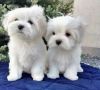 Amazing Maltese Puppies