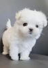 Snow White Maltese Pups
