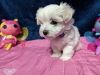 Quality Maltese puppies for sale