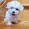 Super Cuddly Teacup Maltese Puppies