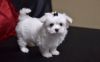 Teacup Mall Maltese Puppies for sale