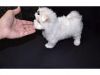Cute Teacup Maltese Puppies For Sale