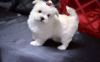 Excellent Teacup Maltese Puppies for sale