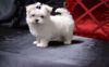 little Maltese puppies for sale
