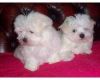 Male And Female Home Raise Maltese Puppies
