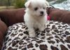 Teacup Maltese Pups For Adoption