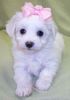 Tiny Maltese Terrier puppies for sale