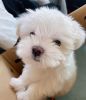 Lovely Teacup Maltese Puppies for sale.