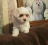 Maltese male and female puppies akc registered