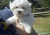Maltese puppies male and female