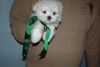 Fabulous Tiny Maltese Puppies Available