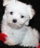 Home Trained registered Maltese puppies